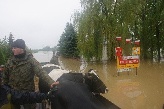 Akcja ratunkowa w gminie Szczurowa