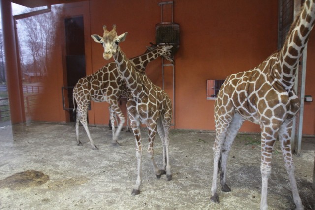 Śląski Ogród Zoologiczny zimą