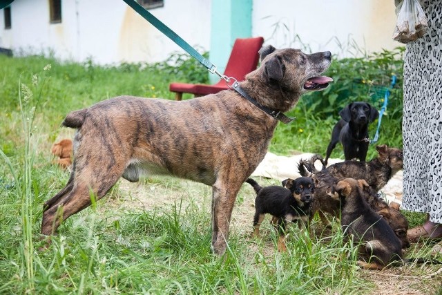 Zdjęcia ze spacerów w schronisku w Kłaju, przed ingerencją KTOZ, psów, które wg. informacji udzielanych przez KTOZ i niektóre  media "były : przetrzymywane bez kontaktu z człowiekiem,  nigdy nie wyprowadzane, nie zsocjalizowane, wychudzone"