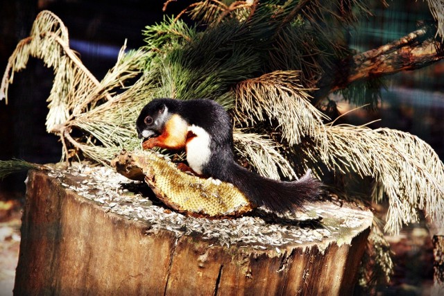 Wiewiórki trójbarwne w naszym zoo mają do dyspozycji liczne korytarze z siatki, także na zewnątrz wybiegu