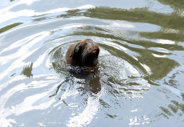 Nowa uchatka w łódzkim zoo