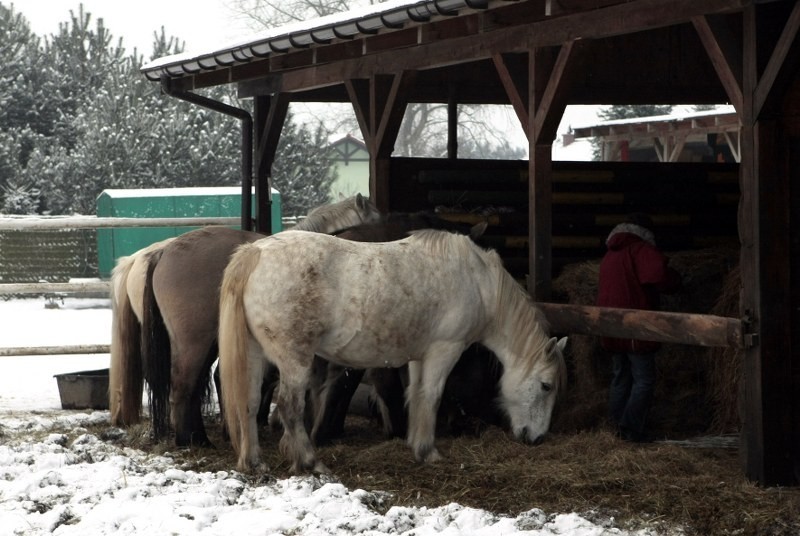 Konie czekają na dzieci, przyjeżdżające na hipoterapię