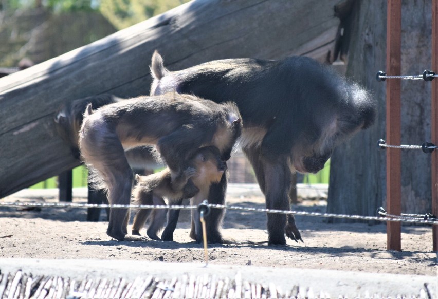 Prawdziwy baby boom zapanował w Zoo w Borysewie koło Poddębic. Ale słodziaki! Zobacz ZDJĘCIA