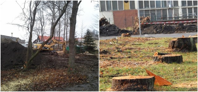 Przebudowa ulicy Portowej w Ustce w ramach budowy węzła komunikacyjnego powaliła prawie setkę drzew