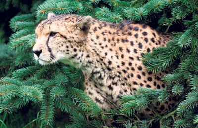 Utrzymanie geparda kosztuje 500 zł miesięcznie