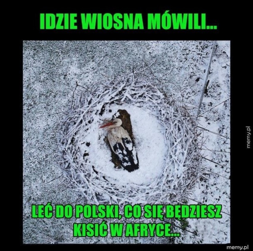 Nadejście wiosny na wesoło  - zobacz najlepsze memy.