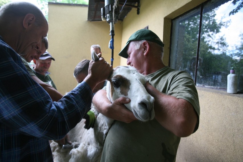 Strzyżenie owiec i lam w chorzowskim zoo