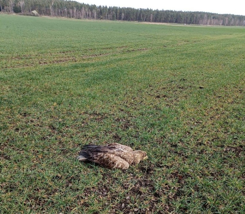 Ptak leżał na polu koło Rzeczycy