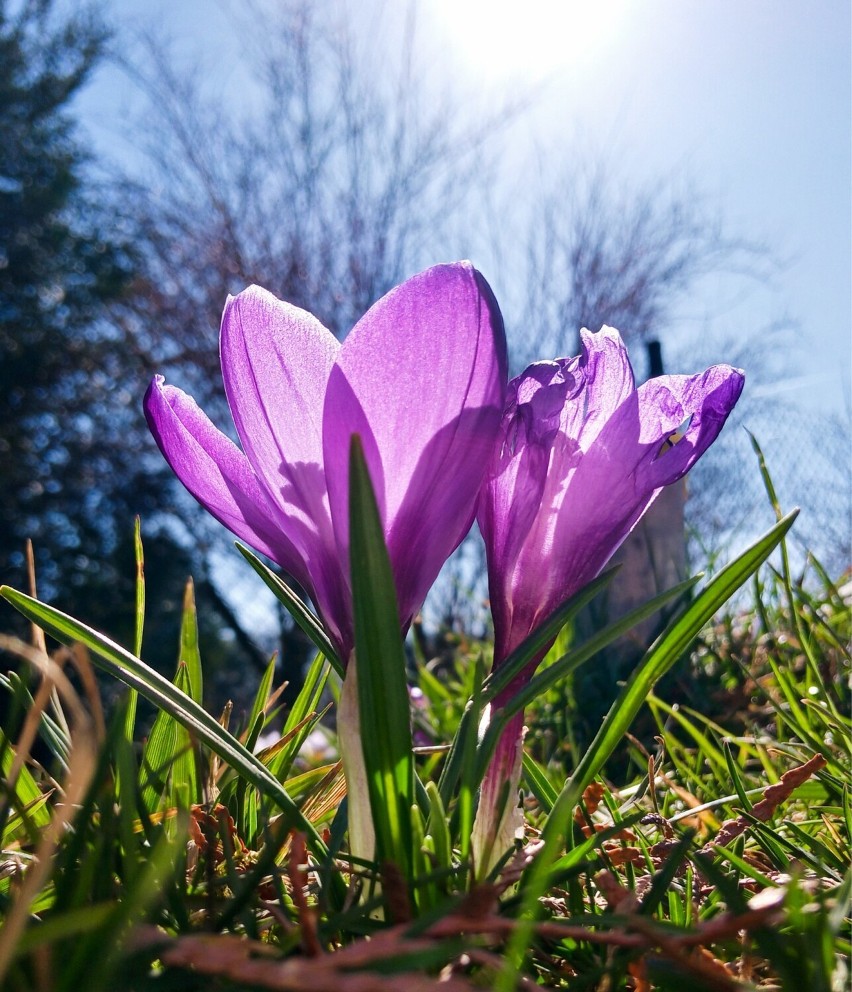12 zdjęć wiosny w Boronowie. Można zagłosować na...