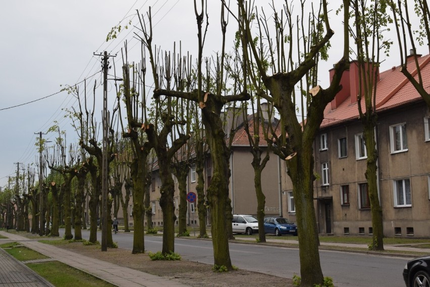Drzewa przy Grunwaldzkiej w Zduńskiej Woli Karsznicach...