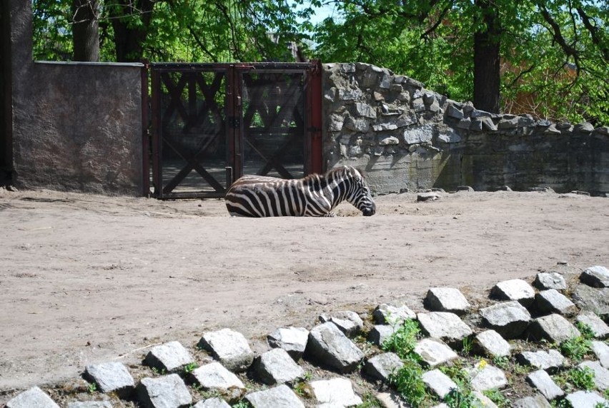 Wrocław: Zebra zebrze nierówna, czyli słów kilka o zebrze bezgrzywej