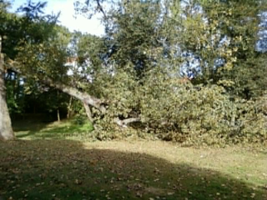 Złamane drzewo w parku