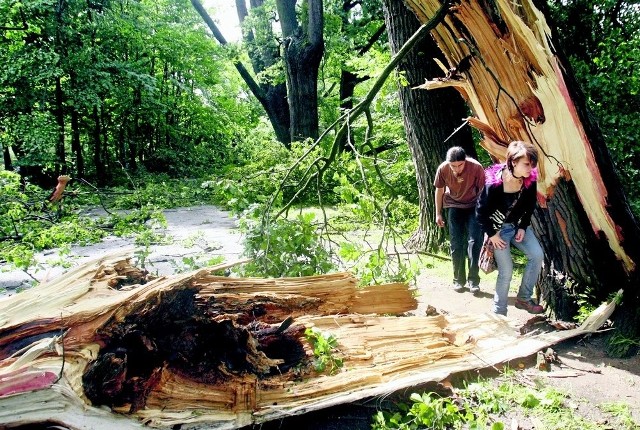 Czwartkowa nawałnica połamała setki starych, wielkich drzew. Wiele wyrwała z korzeniami. Legnicki park został zamknięty dla mieszkańców