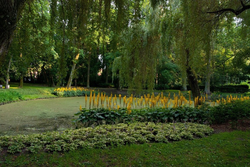 Pola słonecznikowe, kwietne łąki i zielone ekrany w Białymstoku. Tak będzie [foto]