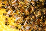 Poznań: Śmiertelna choroba atakuje pszczoły. Czy jest groźna dla ludzi?