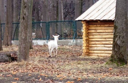 Żywiec: daniele od pary prezydenckiej dla mini zoo [ZDJĘCIA]