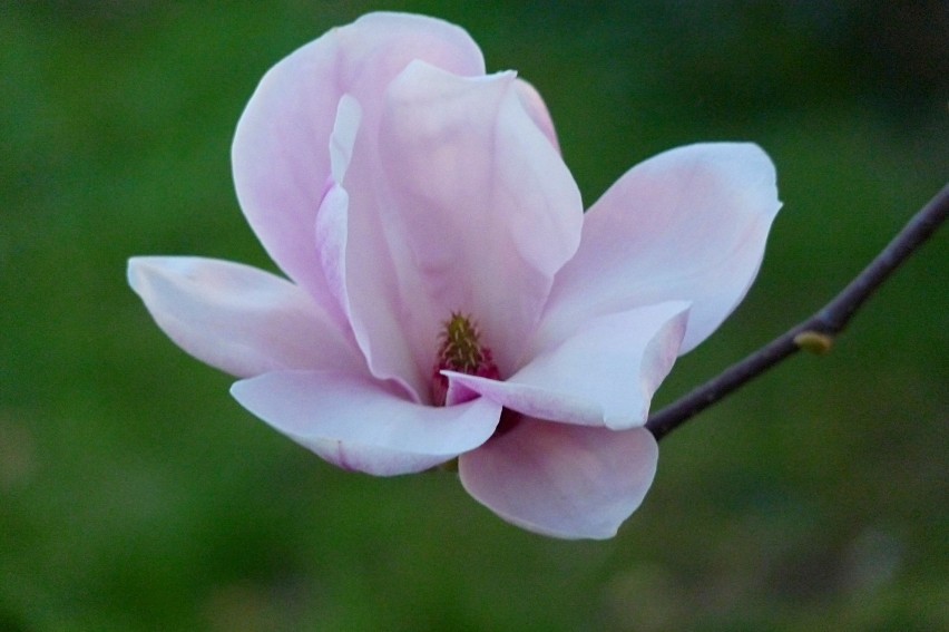 W naszym ogrodzie zakwitła magnolia