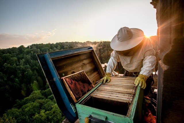 Miód produkowany przez pszczoły z zamku Książ w Wałbrzychu trafił do sprzedaży