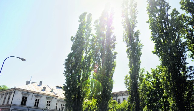 Radni dzielnicy I nie chcą, by drzewa przy ul. Dolnych Młynów  zostały wycięte