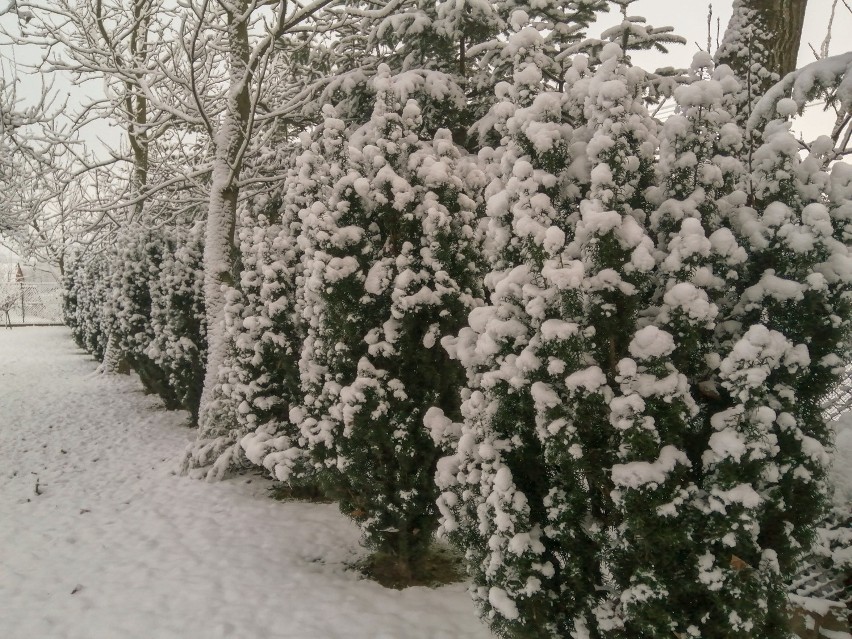 Dzisiejsza zima w okolicach Przemyśla.