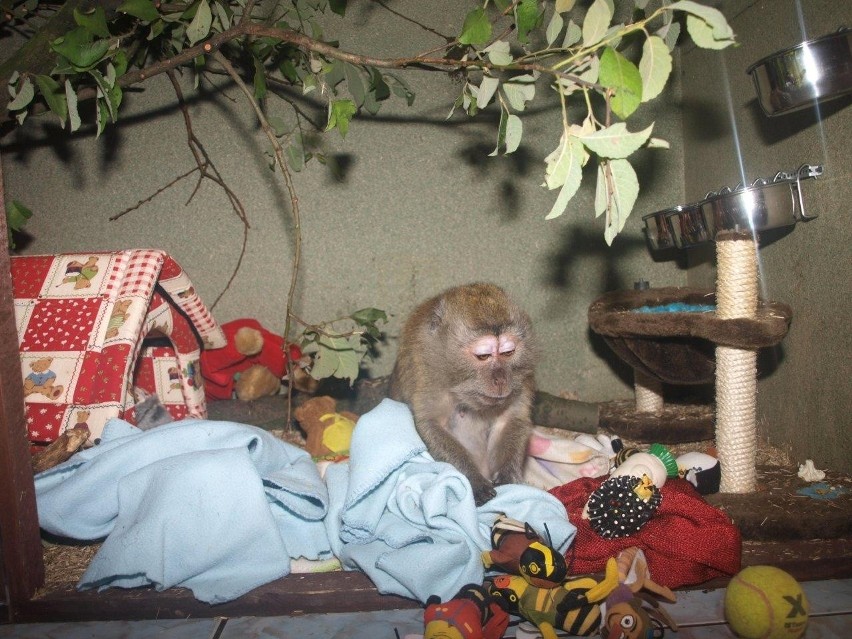 Zakopane: dramat małpki. Trzymali ją na mrozie w klatce [ZDJĘCIA]