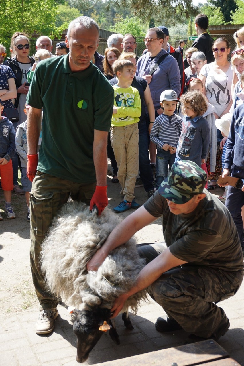 Strzyżenie owiec w zoo w Myślęcinku to już tradycja! [zdjęcia, wideo]