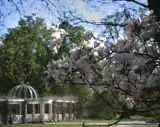 Spacer? Polecamy park przy łańcuckim Zamku. Już rozkwitły magnolie! [ZDJĘCIA]