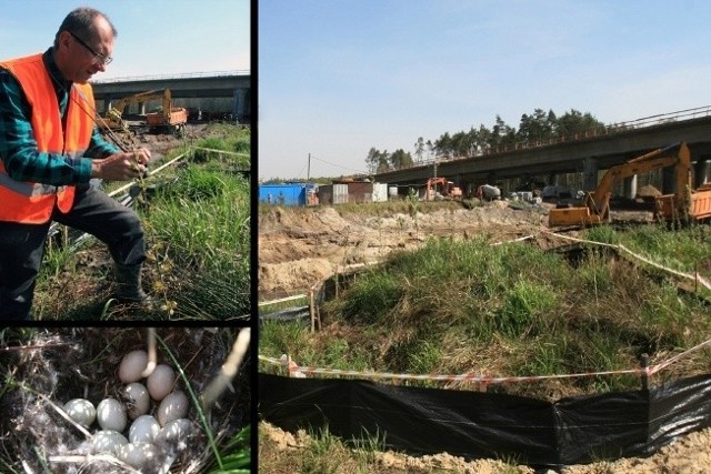 Gniazdo otoczono specjalną taśmą z palikami i siatką. Pisklaki będą ewakuowane do Leśnego Pogotowia w Mikołowie