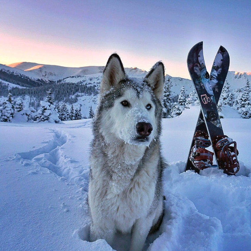 Loki wolfdog