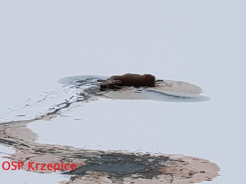 Martwa sarna na zamarzniętym zbiorniku w Krzepicach ZDJĘCIA 