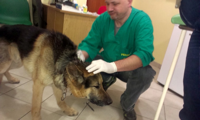U weterynarza, kiedy psu zgolono sierść zorientowali się, że...
