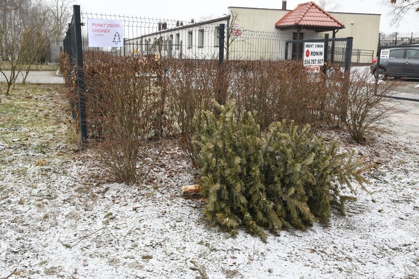 W Ogrodzie Botanicznym w Kielcach czekają na choinki do wtorku 31 stycznia. Dadzą im drugie życie   