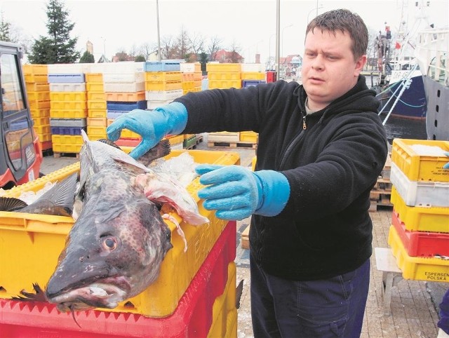 Cena za dorsze dla rybaków poszła w dół do poziomu 4 - 4,80 zł za kilogram