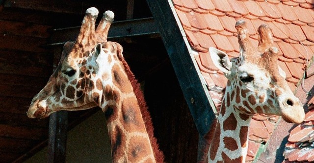 Długa szyja może sprawiać wiele kłopotów. Kiedy żyrafa pije wodę, a zaraz potem podnosi głowę do góry, może jej się zakręcić w głowie!