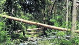 Nadleśnictwo uchyla zakaz wstępu do lasów     