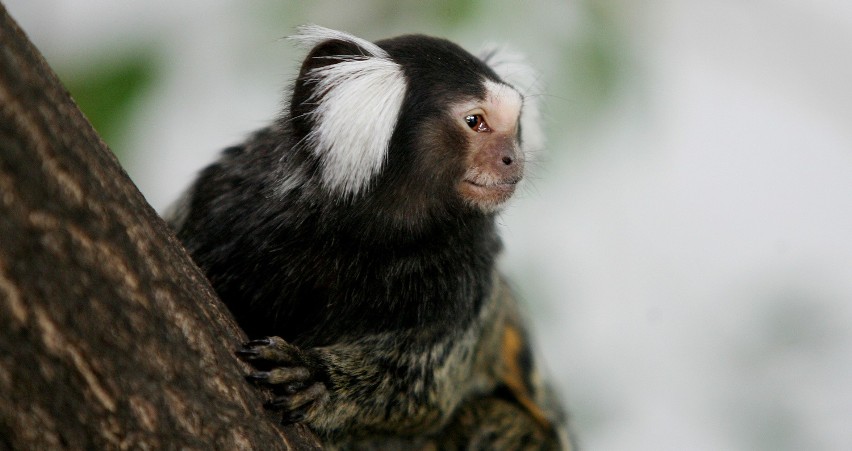 Sześć małpek z wrocławskiego zoo nie żyje. Winni są ludzie?