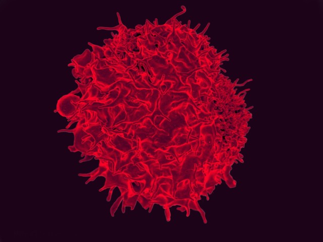 Nowo odkryty limfocyt X jest hybrydą limfocytów T (na zdjęciu) i limfocytów B