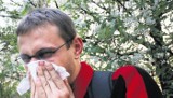 Poznań: Informator pyłkowy dla alergików