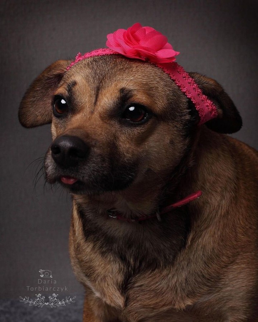 Psy z kaliskiego schroniska dla bezdomnych zwierząt w kadrze profesjonalnych fotografów. ZDJĘCIA