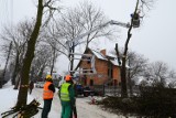 Poznań: Wycinka jesionów z Żorskiej. Nie udało się uratować drzew [ZDJĘCIA]