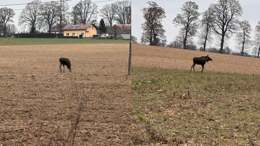 Łoś w okolicy Janiewic