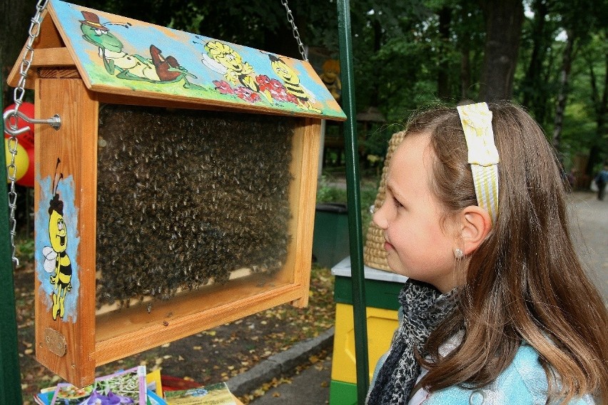 Święto Pszczoły w łódzkim zoo [ZDJĘCIA]