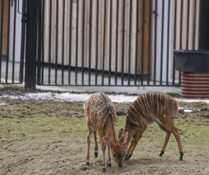 Odwiedzamy chorzowskie zoo [FOTOREPORTAŻ DZ]