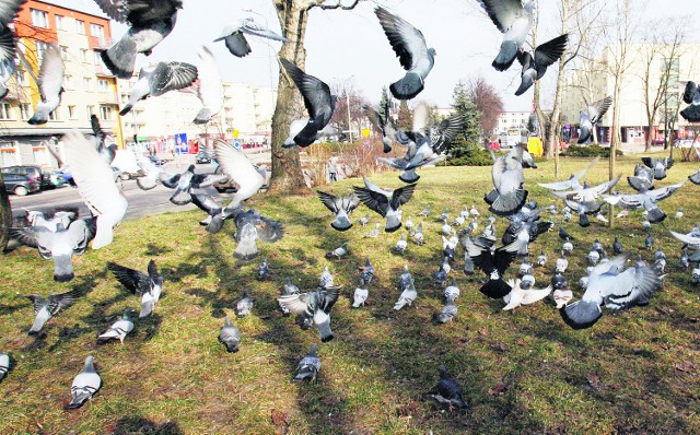 Gołębie są bardzo dokuczliwe także w mieście, a w ogrodach warzywnych ptaki są w stanie wyrządzić dotkliwe szkody, dlatego  warto zaopatrzyć się w urządzenia, które je odstraszą