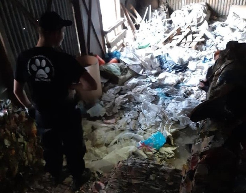 Tarnów. Animalsi pomogli ukrywającym się w śmieciach szczeniaczkom. Bezpańskich zwierząt w Mościcach jest wiecej