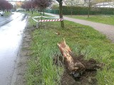 Wypadek w Jaśle. Samochód ściął drzewo [ZDJĘCIE]