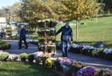 Tarnów. Mnóstwo chryzantem ozdobiło Aleje Dębów Katyńskich w Parku Westerplatte. Kwiaty kupiło miasto, by pomóc przedsiębiorcom [ZDJĘCIA]