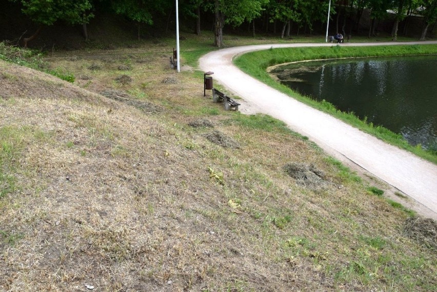 Skosili trawę nad zalewem w Kielcach. Czytelnik: To dewastacja zieleni