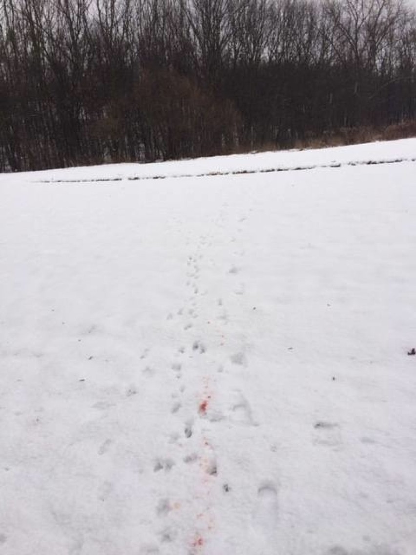 Ślady krwi na śniegu. Spacery kontra polowanie w Lesie Witkowickim