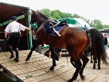 Częstochowa: Kulawy policyjny koń nie trafi do rzeźni 